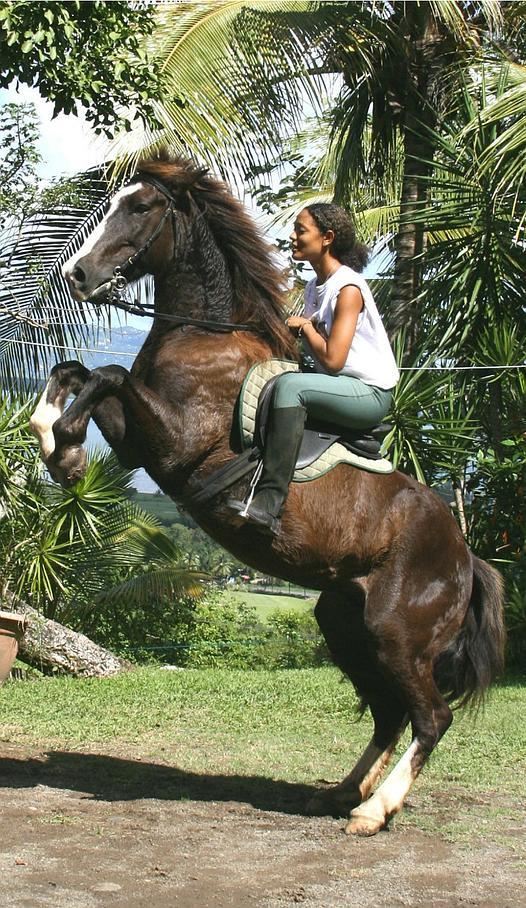 Sacoche Avant D'équitation Columbus Mojave Marron COLUMBUS OUTDOOR